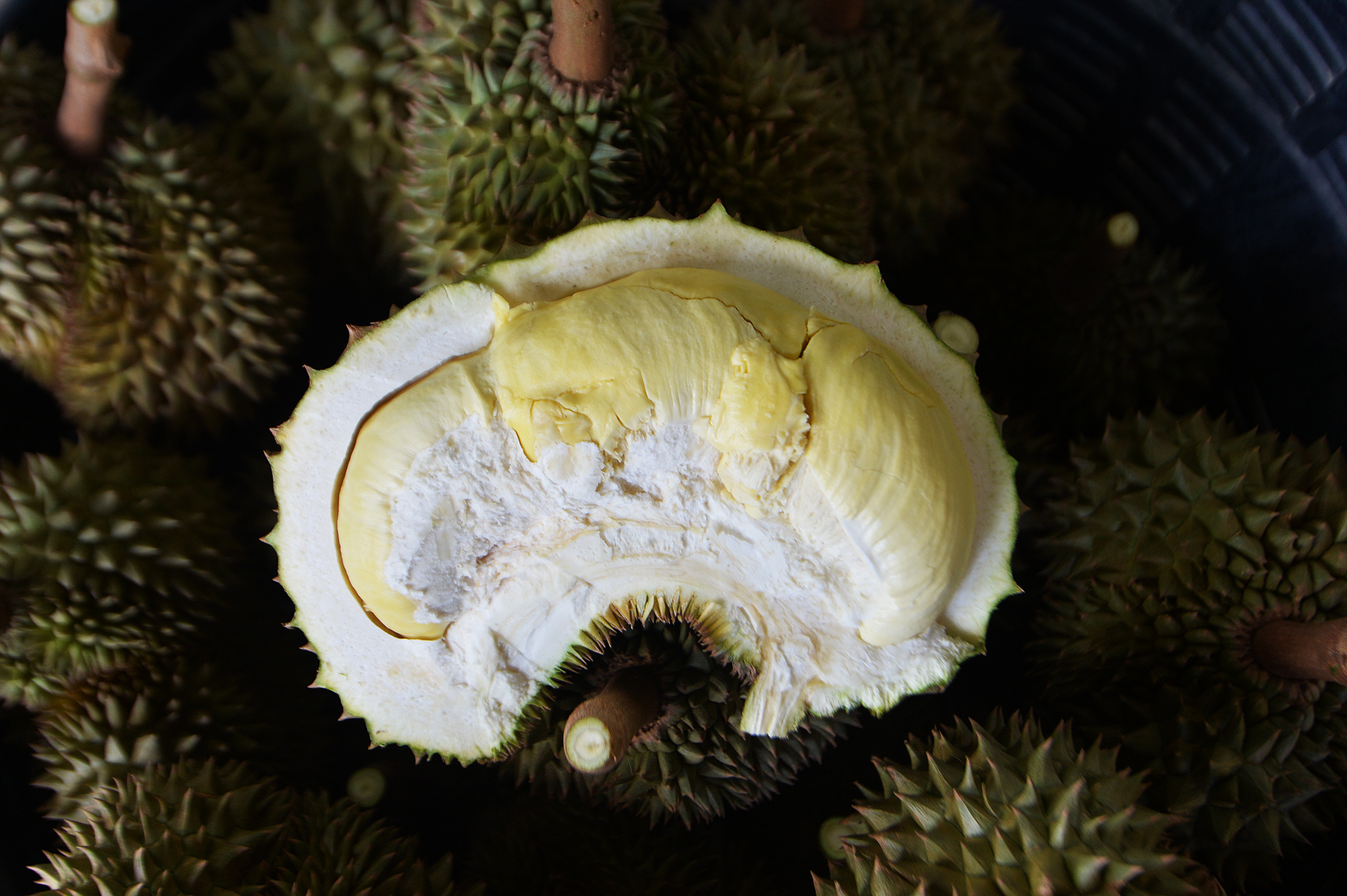 Eine frisch geerntete Durianfrucht