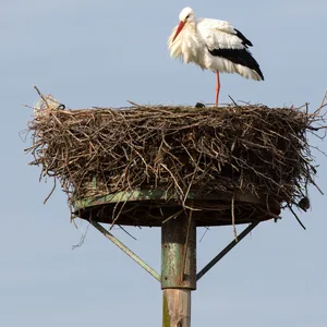 Storch