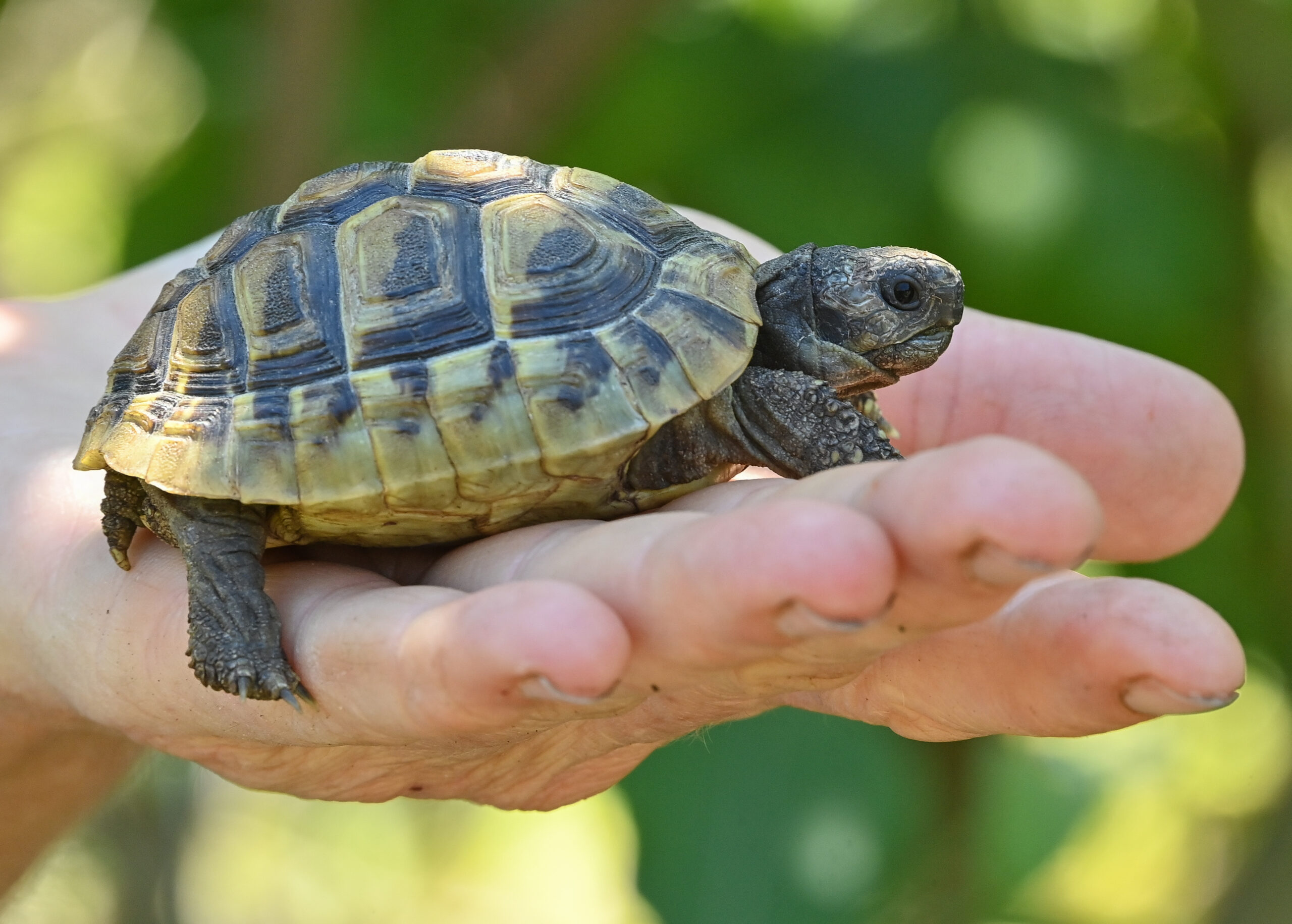 Eine junge griechischen Landschildkröte auf der Hand einer Tierschützerin