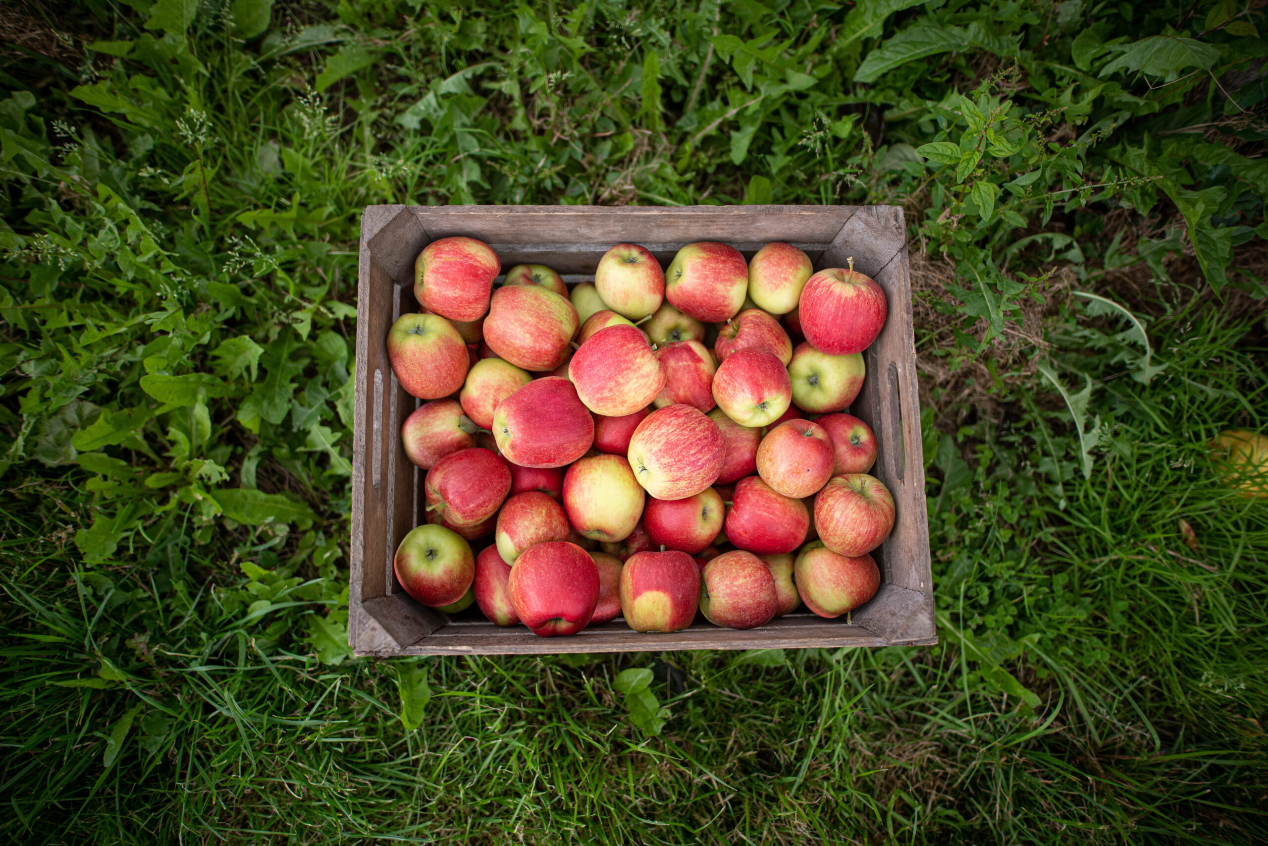 Eine Kiste mit frisch gepflückten Äpfeln steht auf einem Obsthof im Alten Land