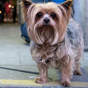 Yorkshire-Terrier an einer Leine (Symbolbild)