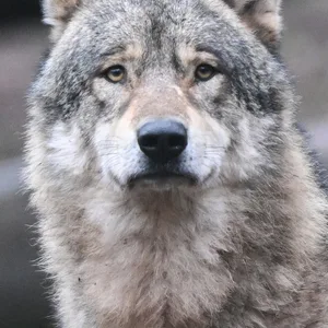 Ein Wolf blickt in die Kamera.