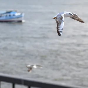 Eine Möwe fliegt vor einer Hafenbarkasse an den Landungsbrücken über die Elbe.