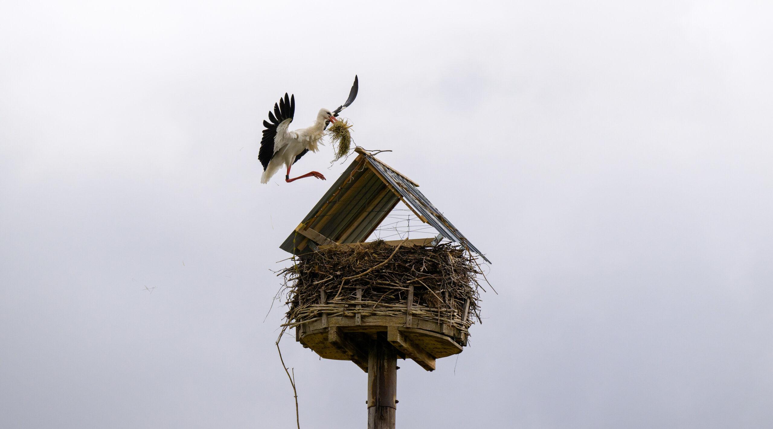 Der unruhestiftende Weißstorch darf nicht in sein Nest bei Lüneburg zurück.