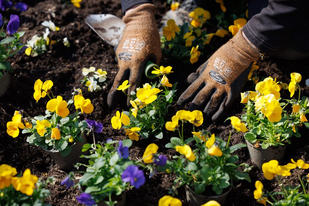 Blaue und gelbe Stiefmütterchen werden in ein Beet gepflanzt.