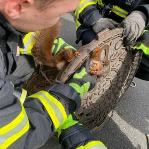 Eichhörnchen