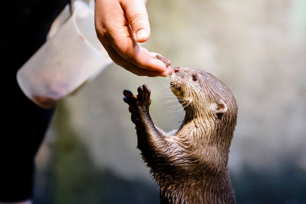 Otter