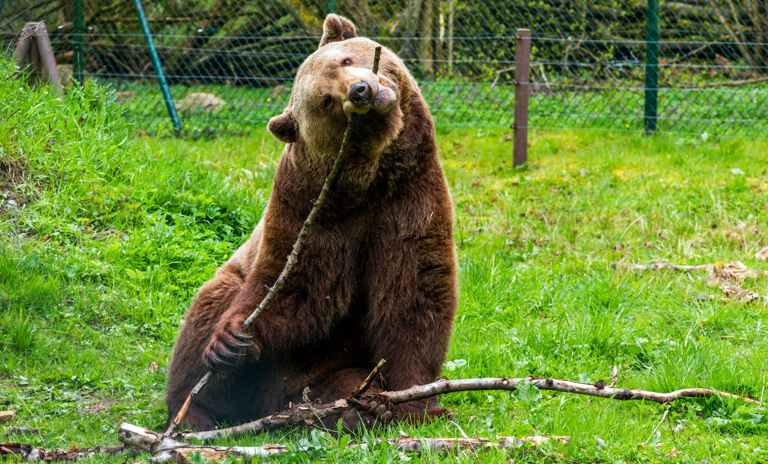Der Bär Balou spielt in einem der Freigehege im Bärenwald Stuer (Mecklenburg-Vorpommern).