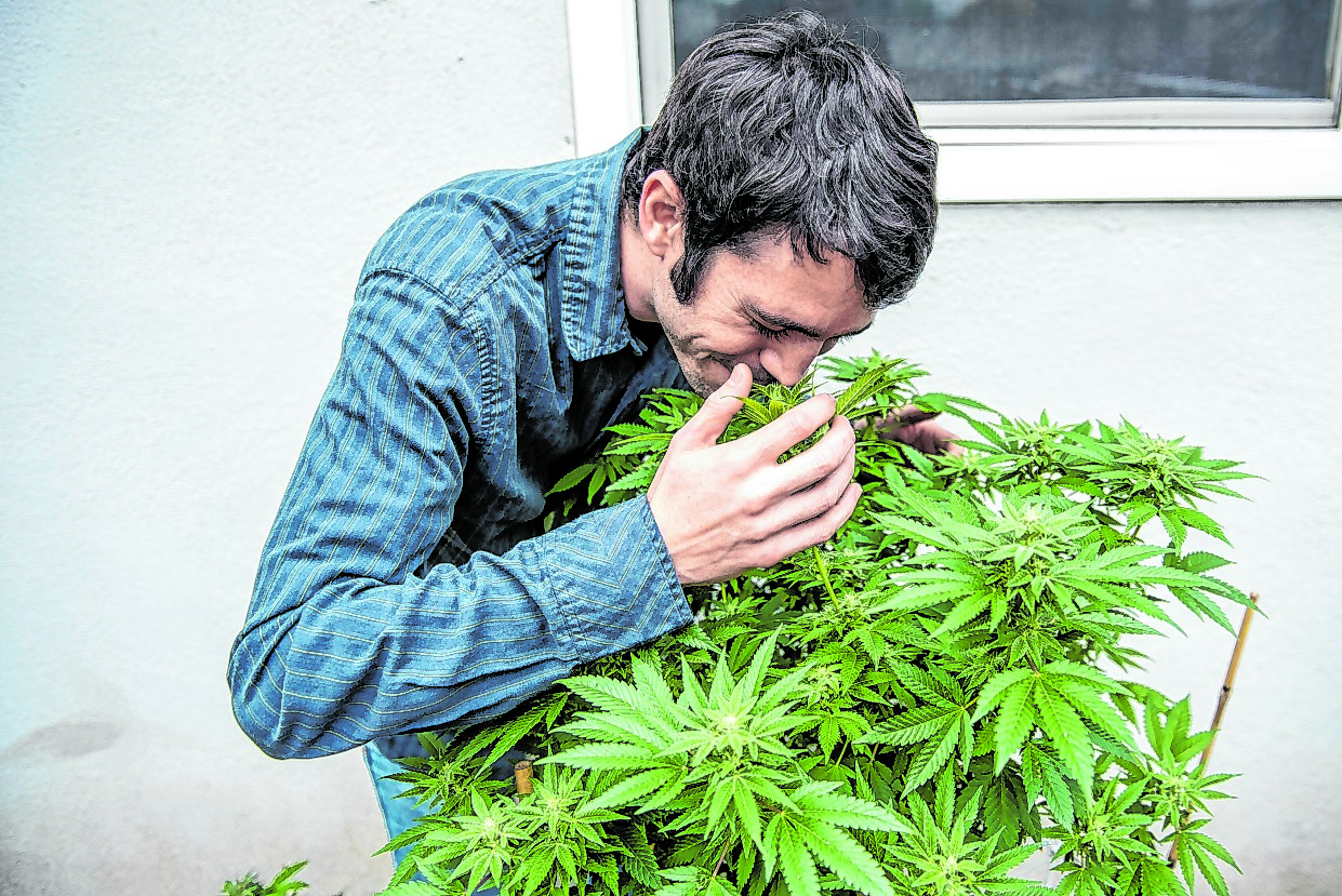 Ein junger Mann schnuppert an einer Cannabispflanze
