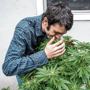 Ein junger Mann schnuppert an einer Cannabispflanze
