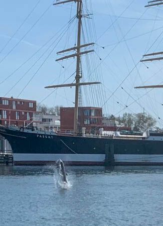 Immer wieder schoss der Delfin meterhoch aus dem Wasser der Trave in Travemünde.