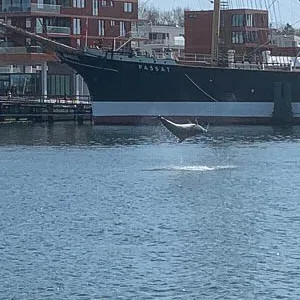 Der Delfin schlug Salti in der Trave.