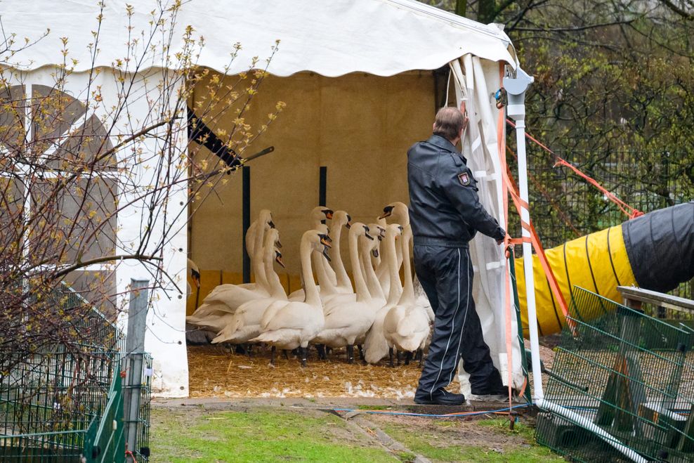 Alsterschwäne im Zelt