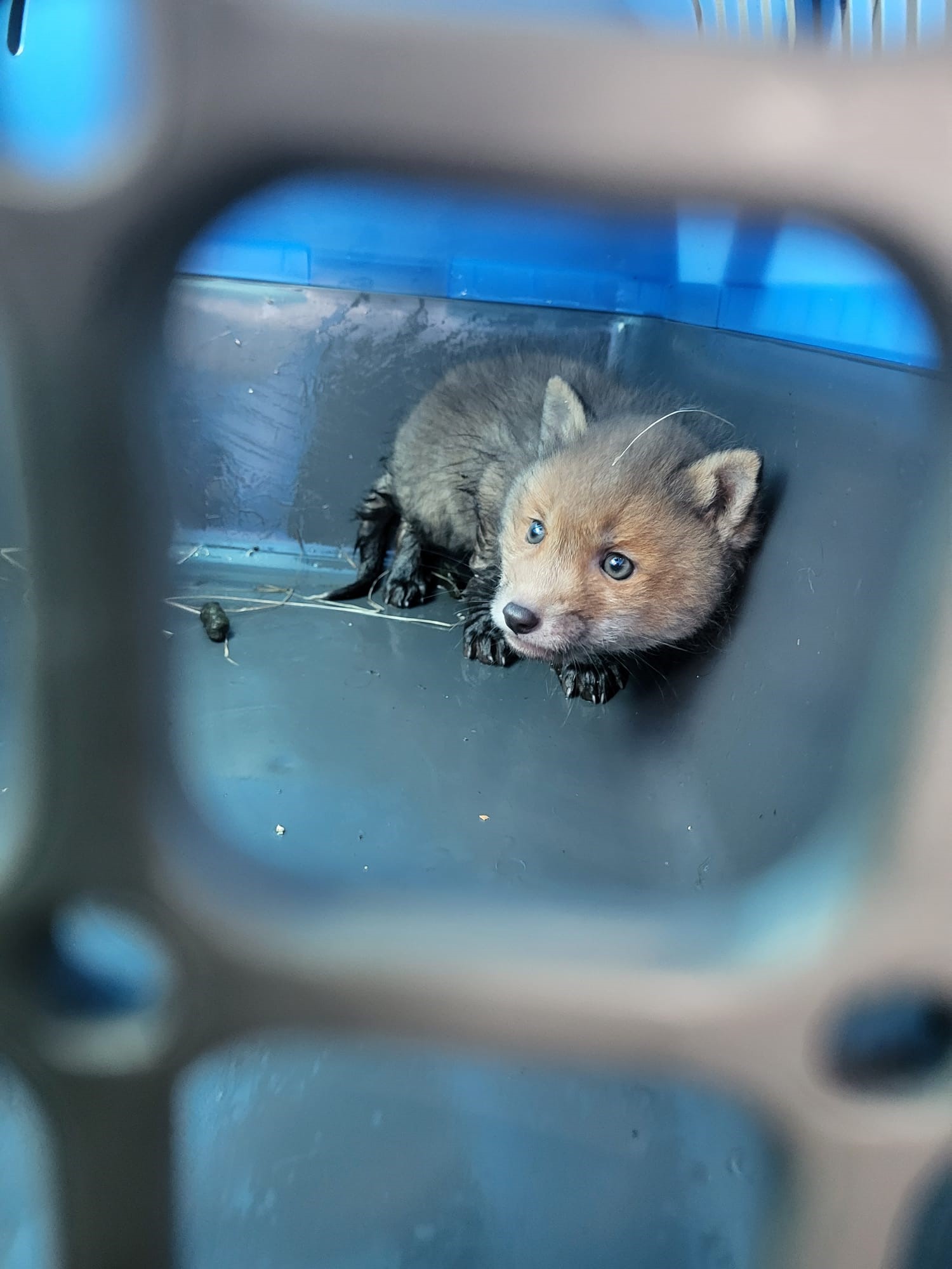 Fuchsbaby Fiete in einer Transportbox - das Jungtier wurde in eine Wildaufzuchtstation gebracht