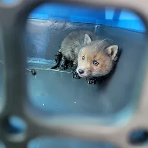 Fuchsbaby Fiete in einer Transportbox - das Jungtier wurde in eine Wildaufzuchtstation gebracht