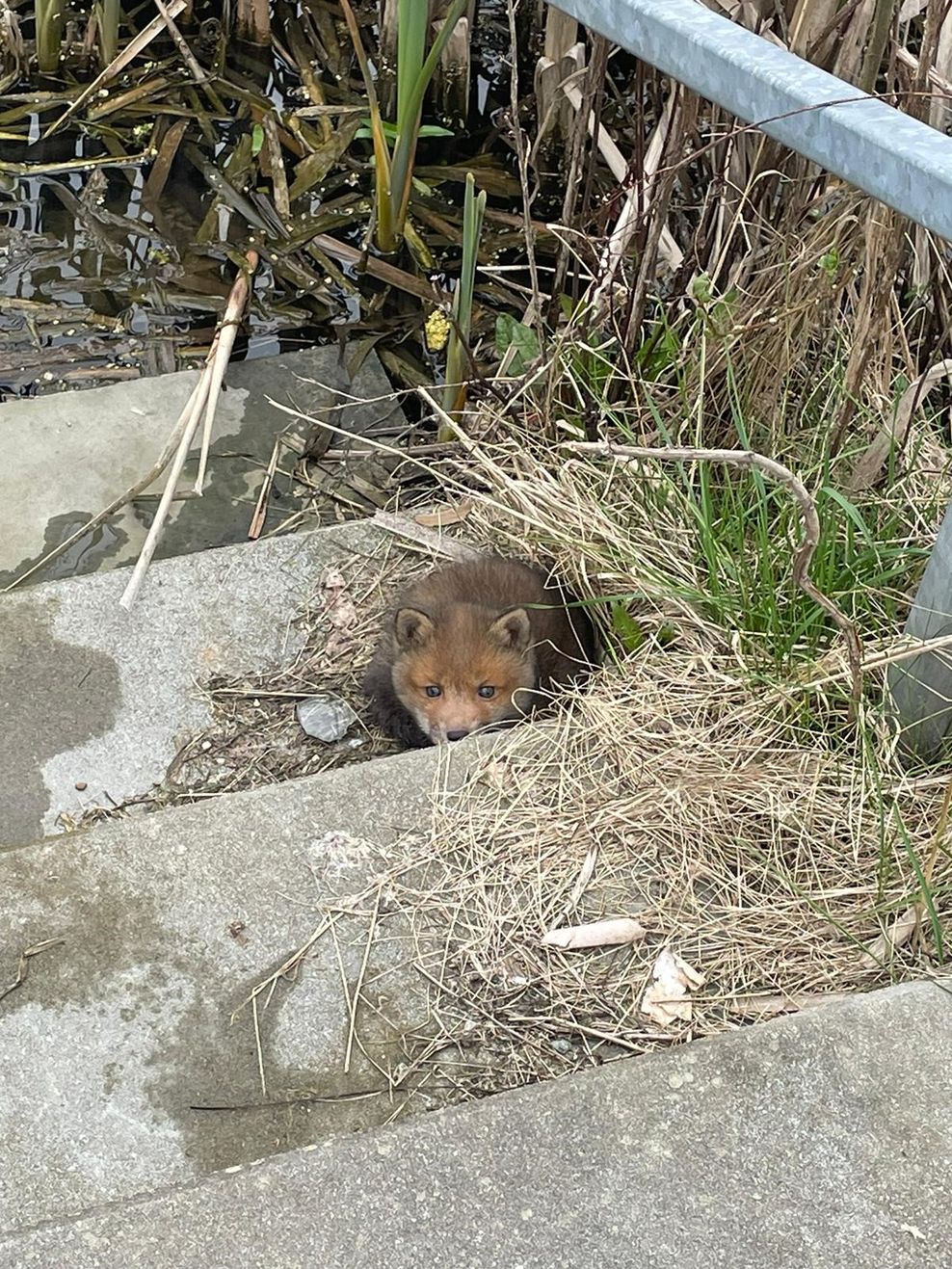 Ein Fuchsbaby sitzt auf der Treppe zu einem Regenrückhaltebecken