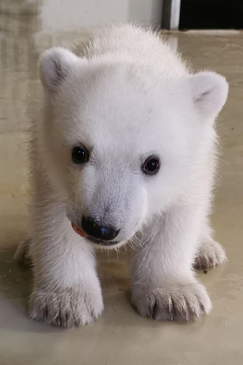 Eisbärbaby Hagenbeck