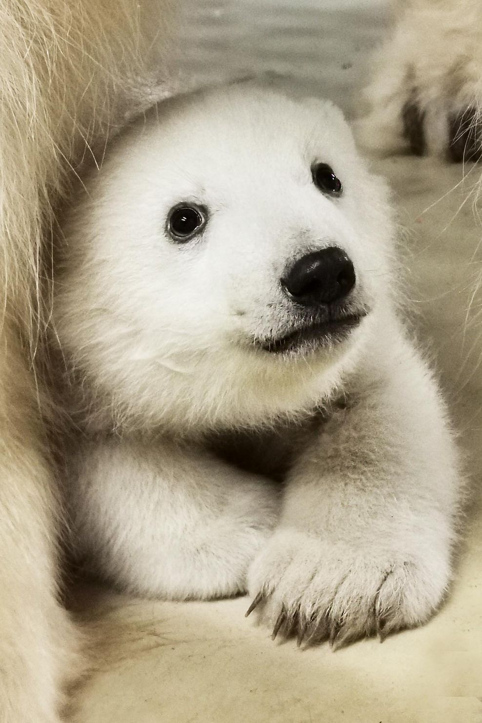 Nach mehr als 20 Jahren freut sich Hagenbeck wieder über Nachwuchs bei den Eisbären.