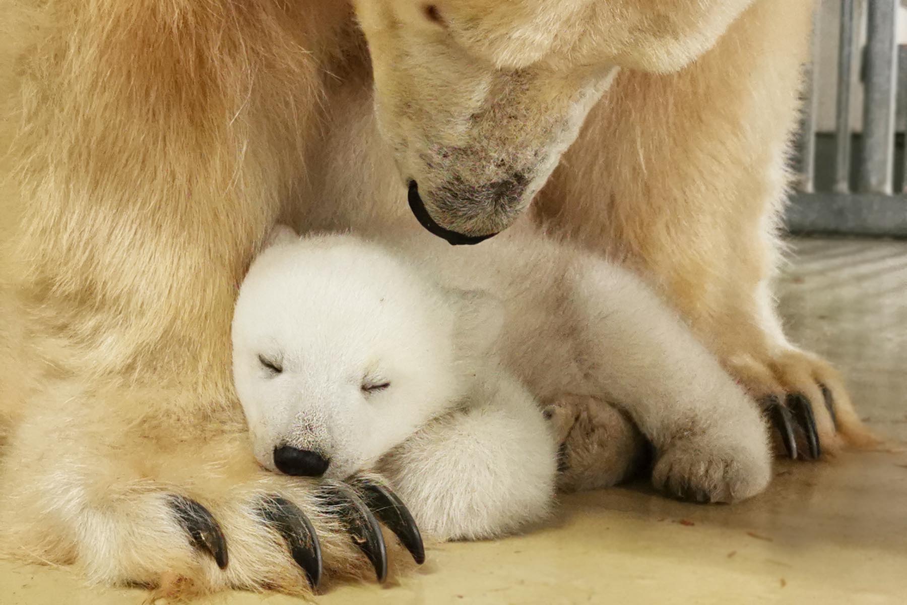 Mama Victoria passt seit der Geburt im Dezember gut auf ihr kleines Eisbären-Baby auf.