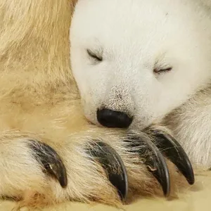 Mama Victoria passt seit der Geburt im Dezember gut auf ihr kleines Eisbären-Baby auf.