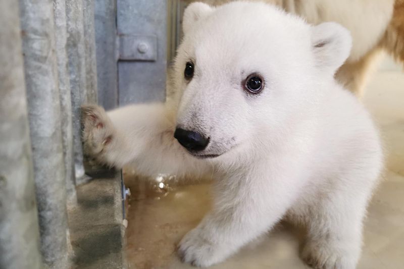 Eisbärbaby Hagenbeck