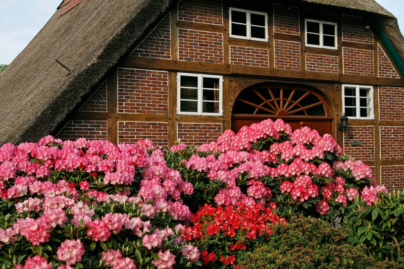 Im Ammerland blüht im Mai der Rhododendron.
