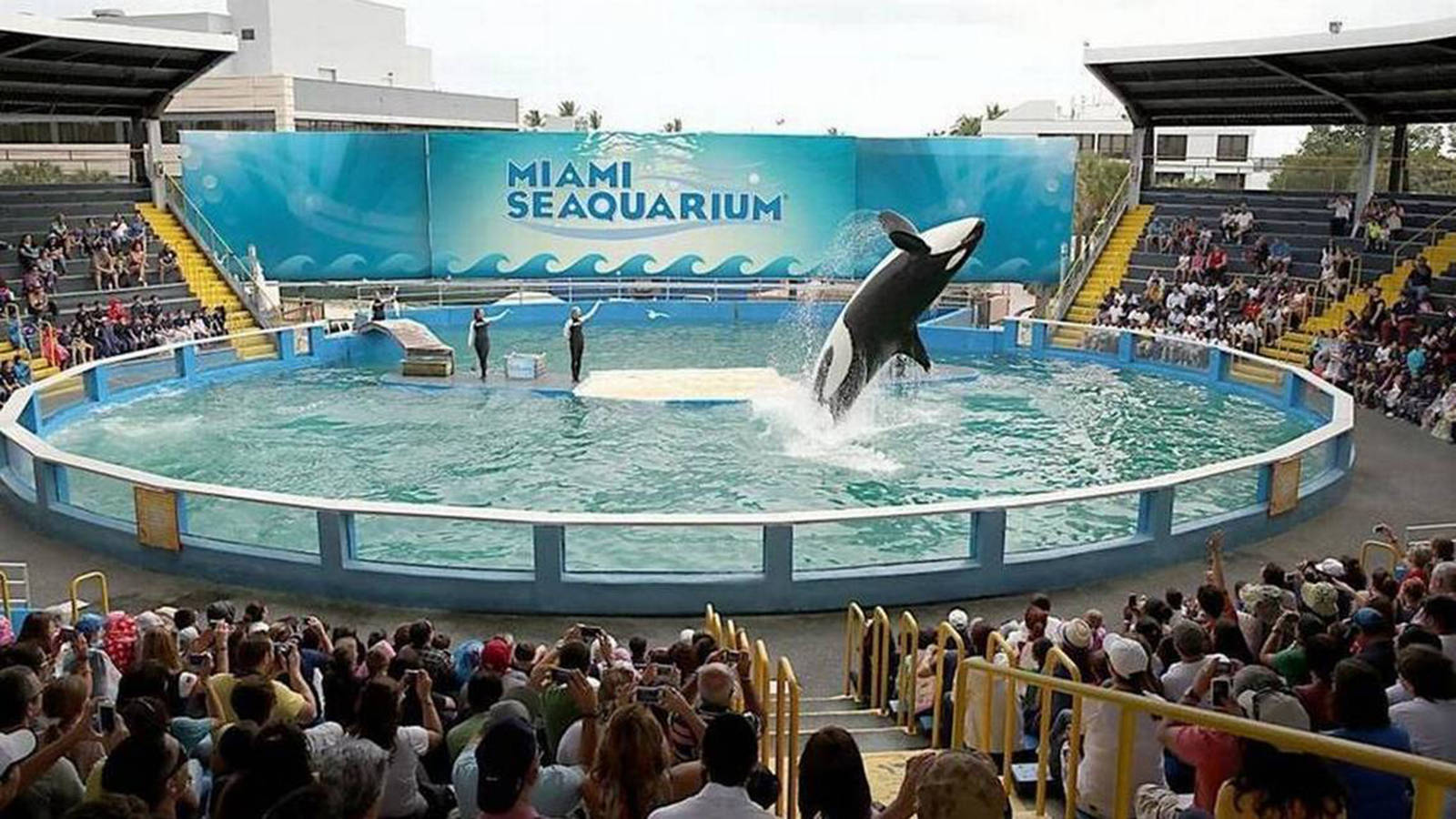 Lolita springt aus einem Becken in die Luft.