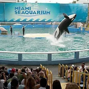 Lolita springt aus einem Becken in die Luft.
