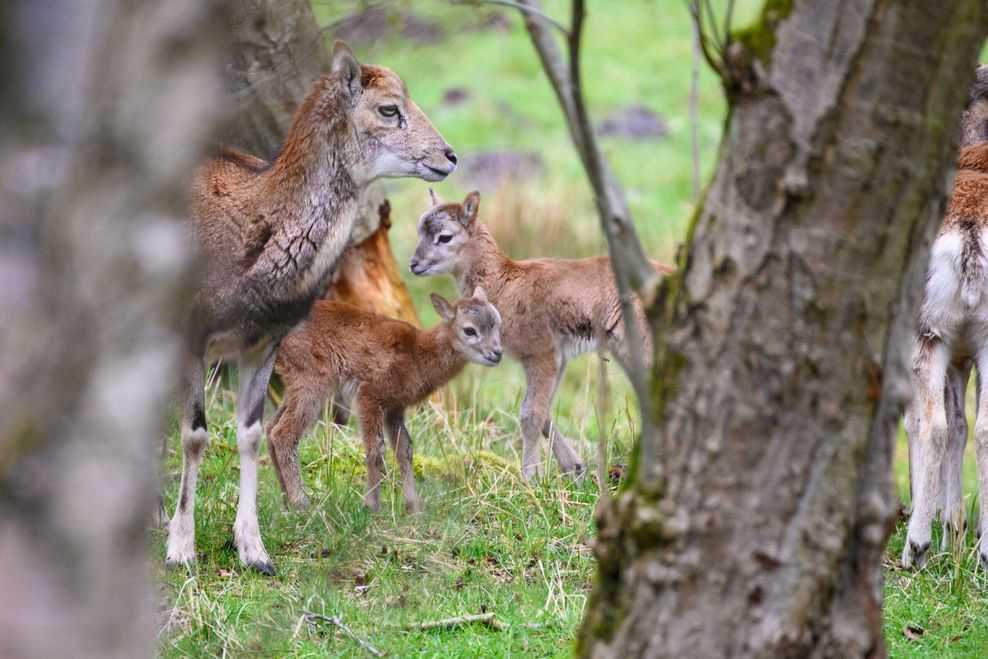 Süßer Nachwuchs bei den Wildschafen: Im Hamburger Wildgehege Klövensteen haben seit Gründonnerstag sechs Mufflon-Lämmer das Licht der Welt erblickt.