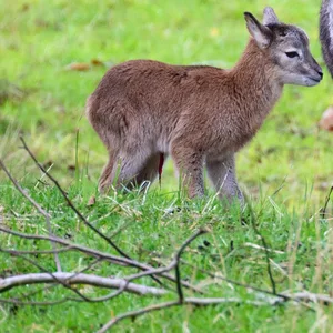 Ein Mufflon-Lamm mit seiner Mutter m Hamburger Wildgehege Klövensteen.