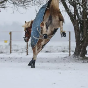 Pferd „Baldino“ gilt als unberechenbar (Symbolbild).