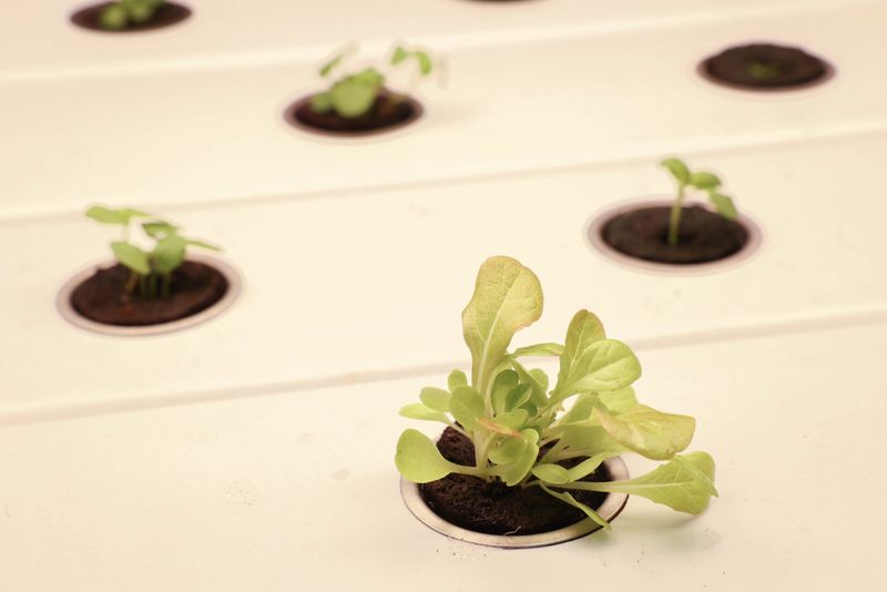 Hydrokultur von „simplePlants“