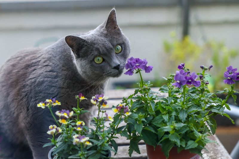 Gut geeignet für den Balkon ist der Elfenspiegel