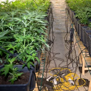 Im Keller seines Hauses in Quickborn züchtete ein Mann mehrere hundert Cannabispflanzen.