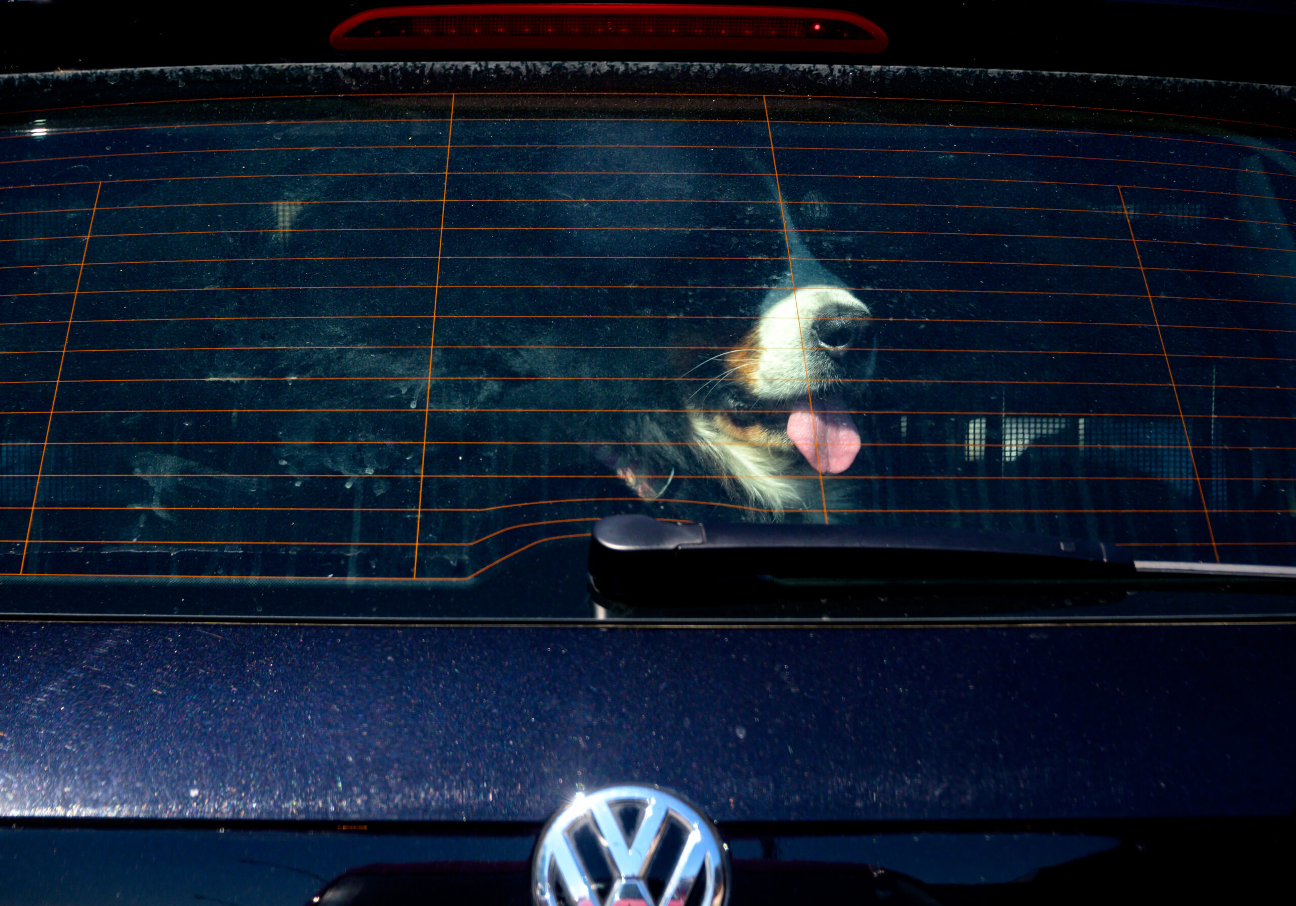 Ein Berner Sennenhund hechelt bei strahlendem Sonnenschein in einem geparkten Auto.