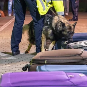 Ein Zoll-Hund überprüft das Gepäck Bus-Reisender.