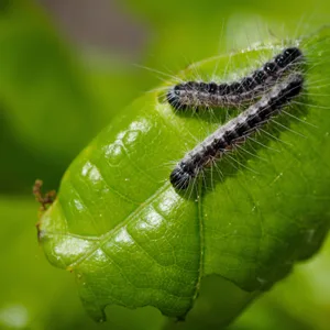 Eichenprozessionsspinner