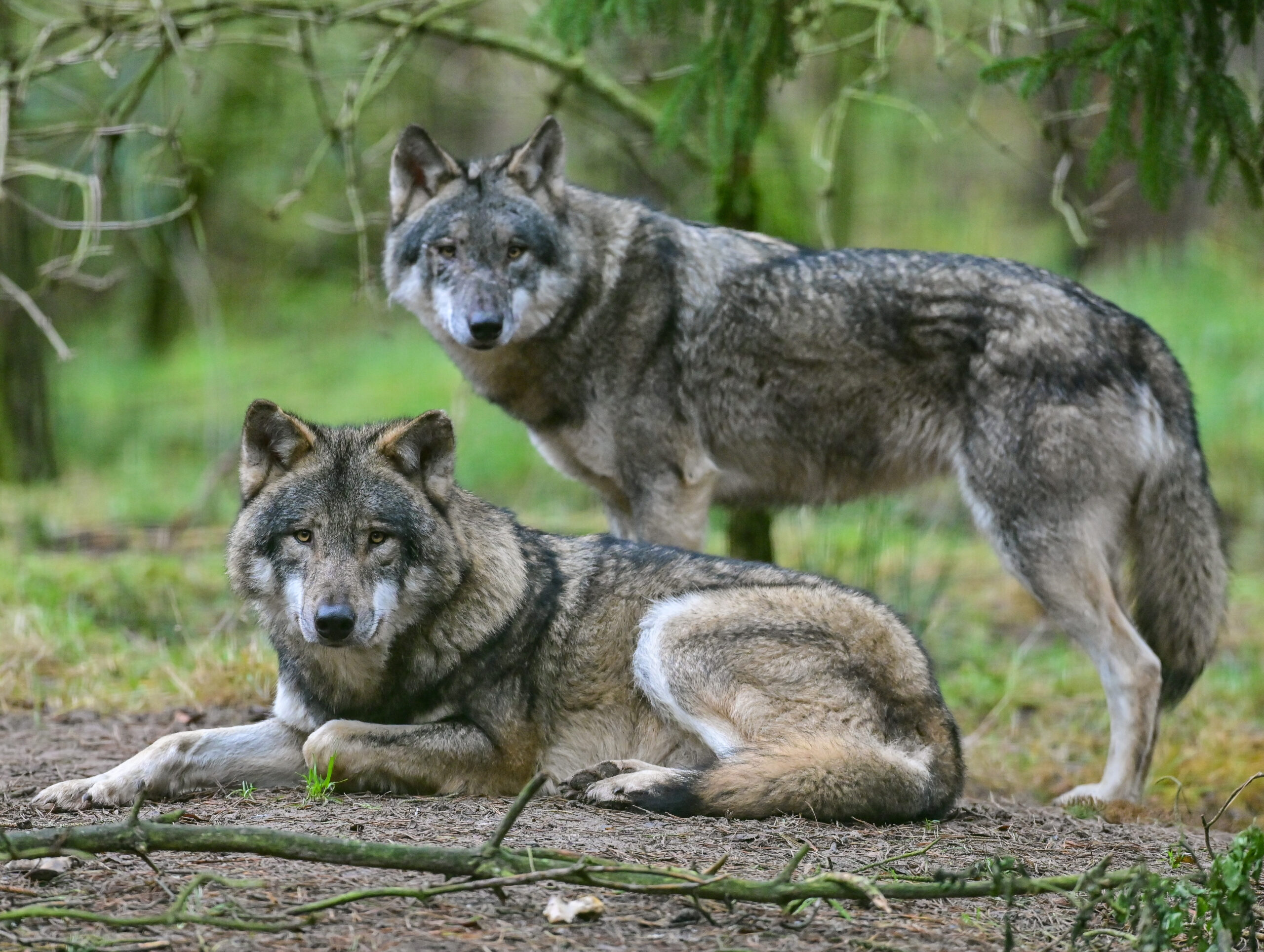 Zwei Wölfe sind im Gehege im Wildpark Schorfheide zu sehen.