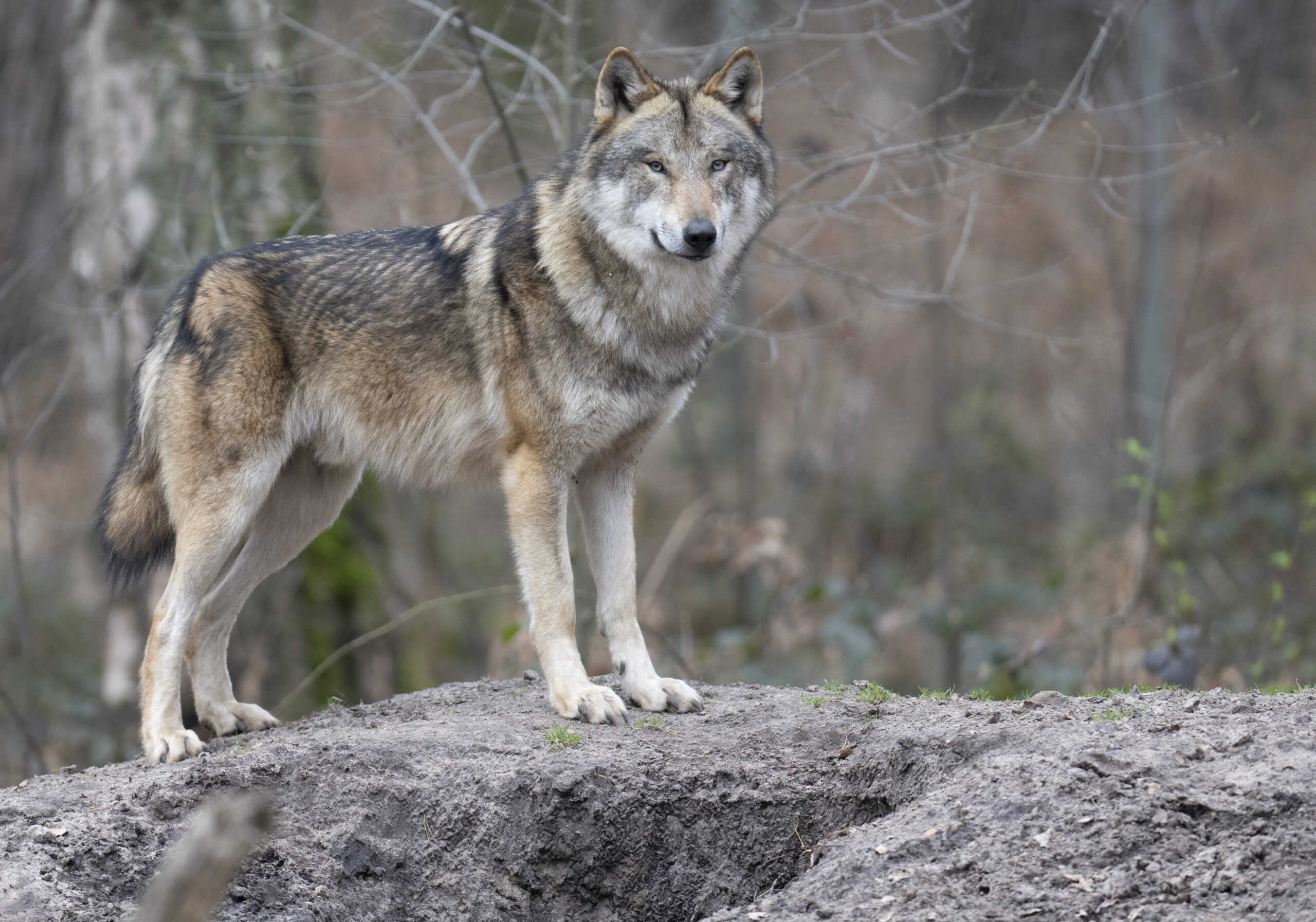 Ein Wolf steht in seinem Gehege im Tierpark (Symbolbild)