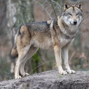 Ein Wolf steht in seinem Gehege im Tierpark (Symbolbild)