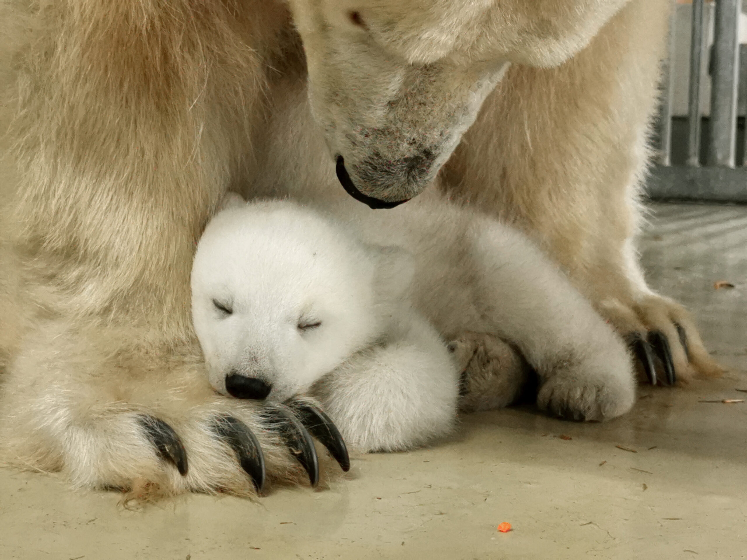 Das kleine Eisbärenmädchen mit seiner Mama.