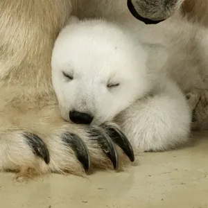 Das kleine Eisbärenmädchen mit seiner Mama.