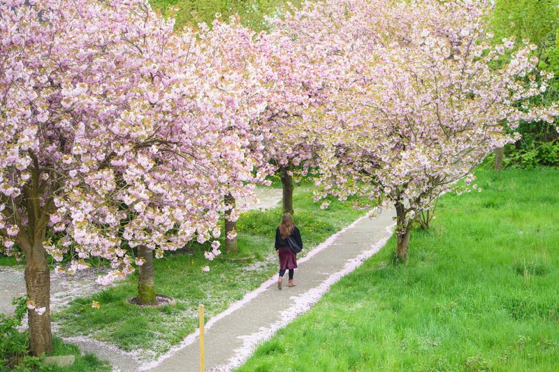 Eine Frau geht einen Fußweg zwischen blühenden Kirschbäumen in der Gemeinde Jork entlang.
