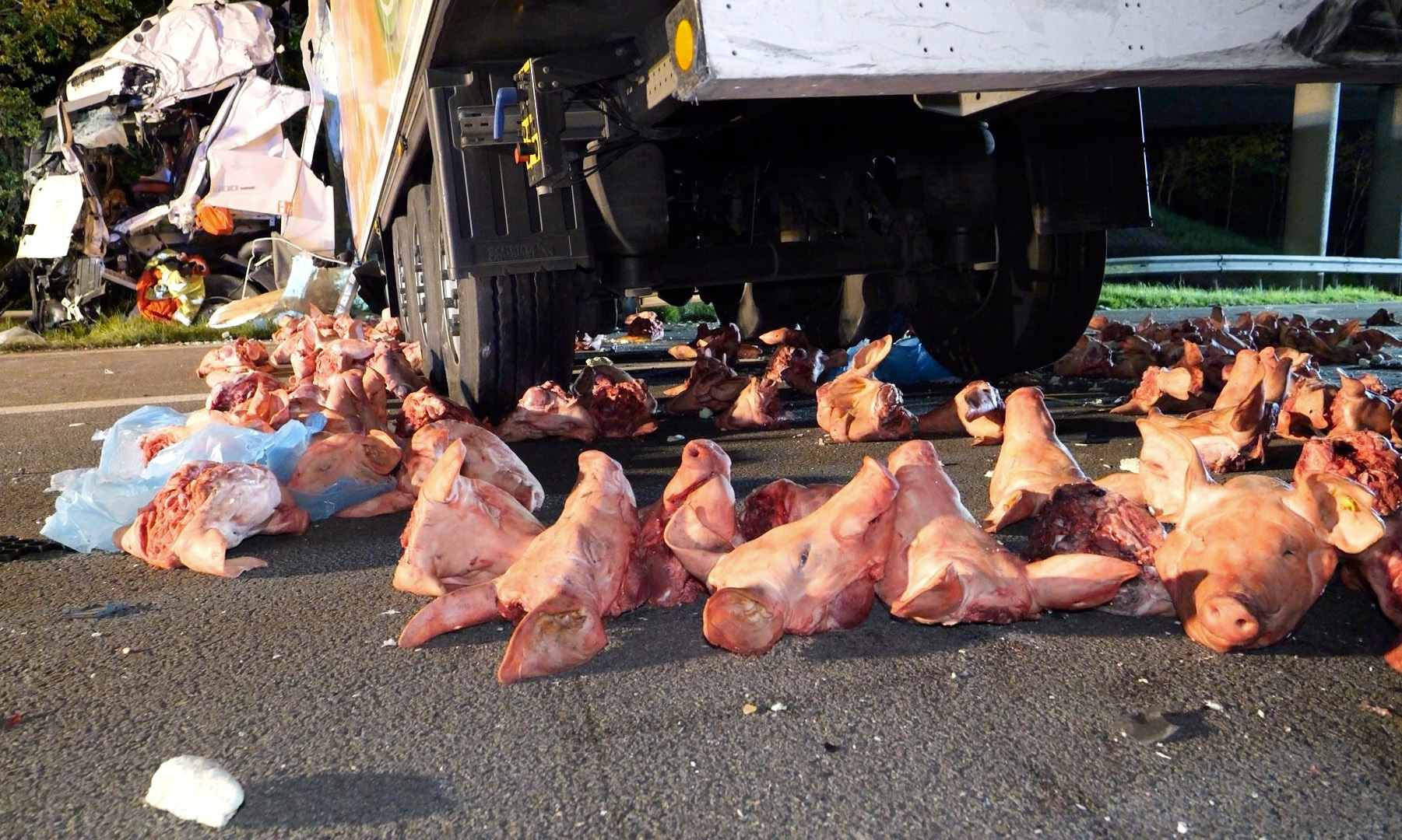 Nach einem Unfall mit zwei Lkw sind zahlreiche Schweineköpfe über die A27 bei Verden gerollt. Die Autobahn musste vollgesperrt werden.