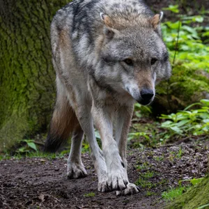 In Niedersachsen ist in der Nacht zu Sonntag bei einem Verkehrsunfall mit einem Auto ein Wolf gestorben. (Symbolbild)