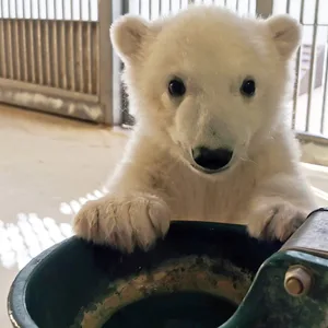 Eisbärenbaby frontal steht vor einem Wasssertrog.