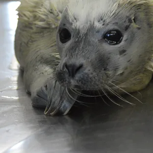 Der kleine Heuler Moni ist einer der zwei ersten Seehunde, die in der diesjährigen Geburtensaison in der Seehundstation Friedrichskoog aufgenommen wurden.