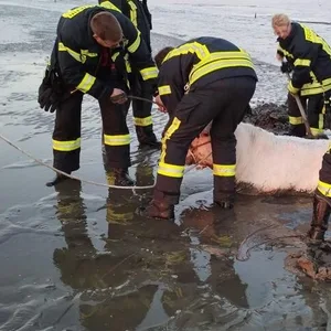 Ein Rind steckt im Elbschlick bei Freiburg (Elbe). Sieben ausgebüxte Tiere verbrachten dort die Nacht.