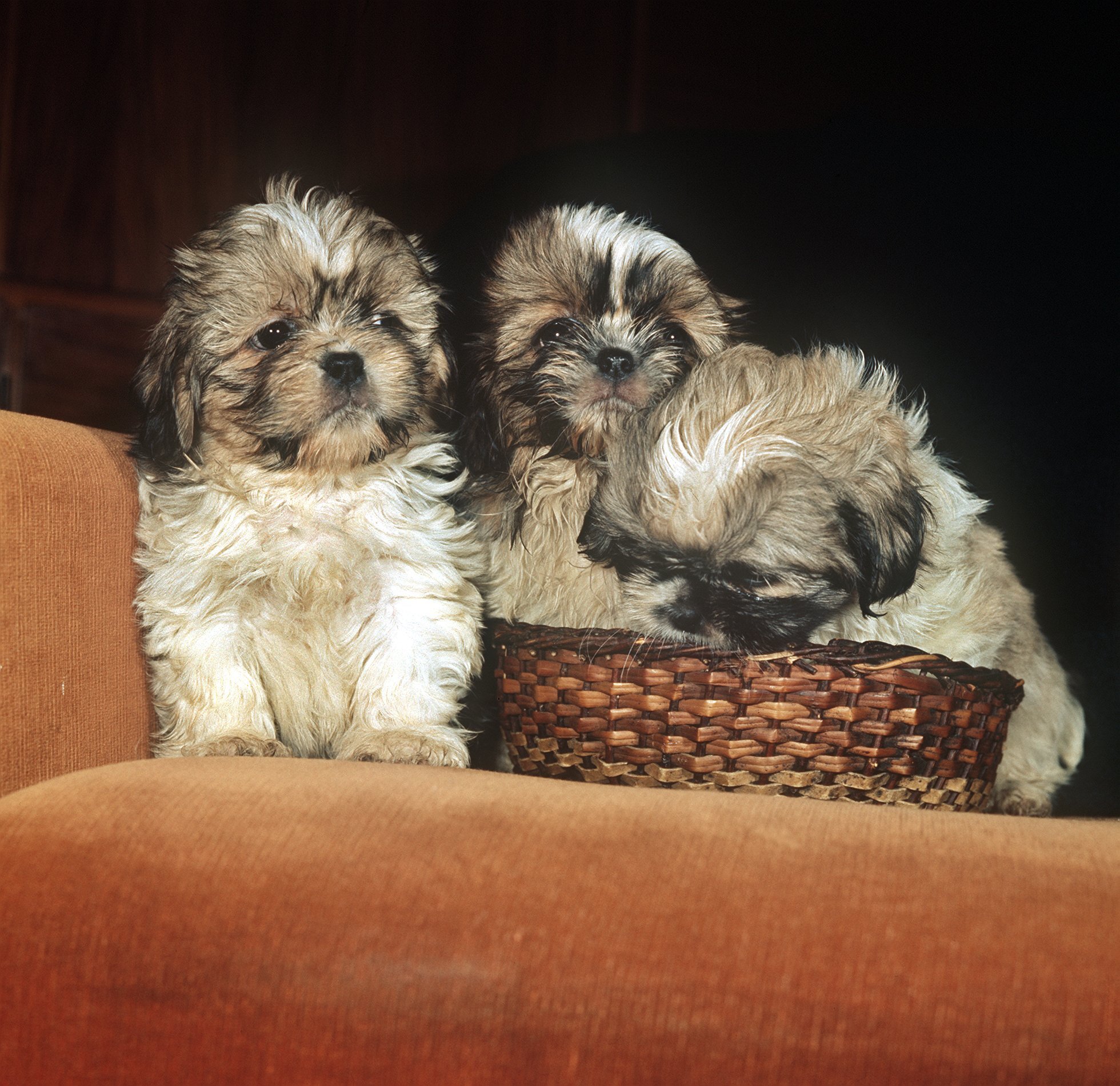 Drei acht Wochen alte Welpen der Hunderasse Shi-Tsu auf einem Sofa.