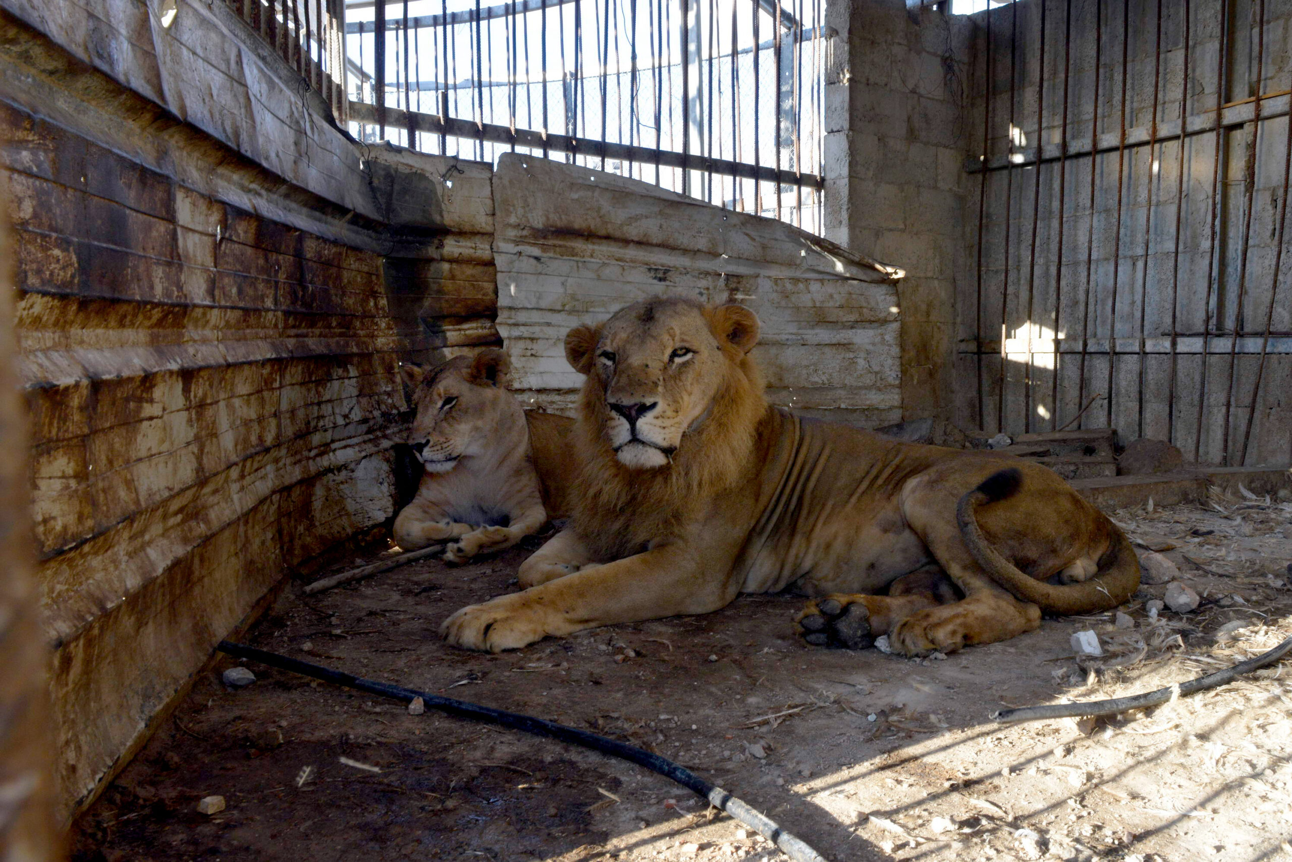 Zwei Löwen in einem Zoo in Gaza: Wildtiere werden in dem Palästinensergebiet unter teilweise katastrophalen Bedingungen gehalten.